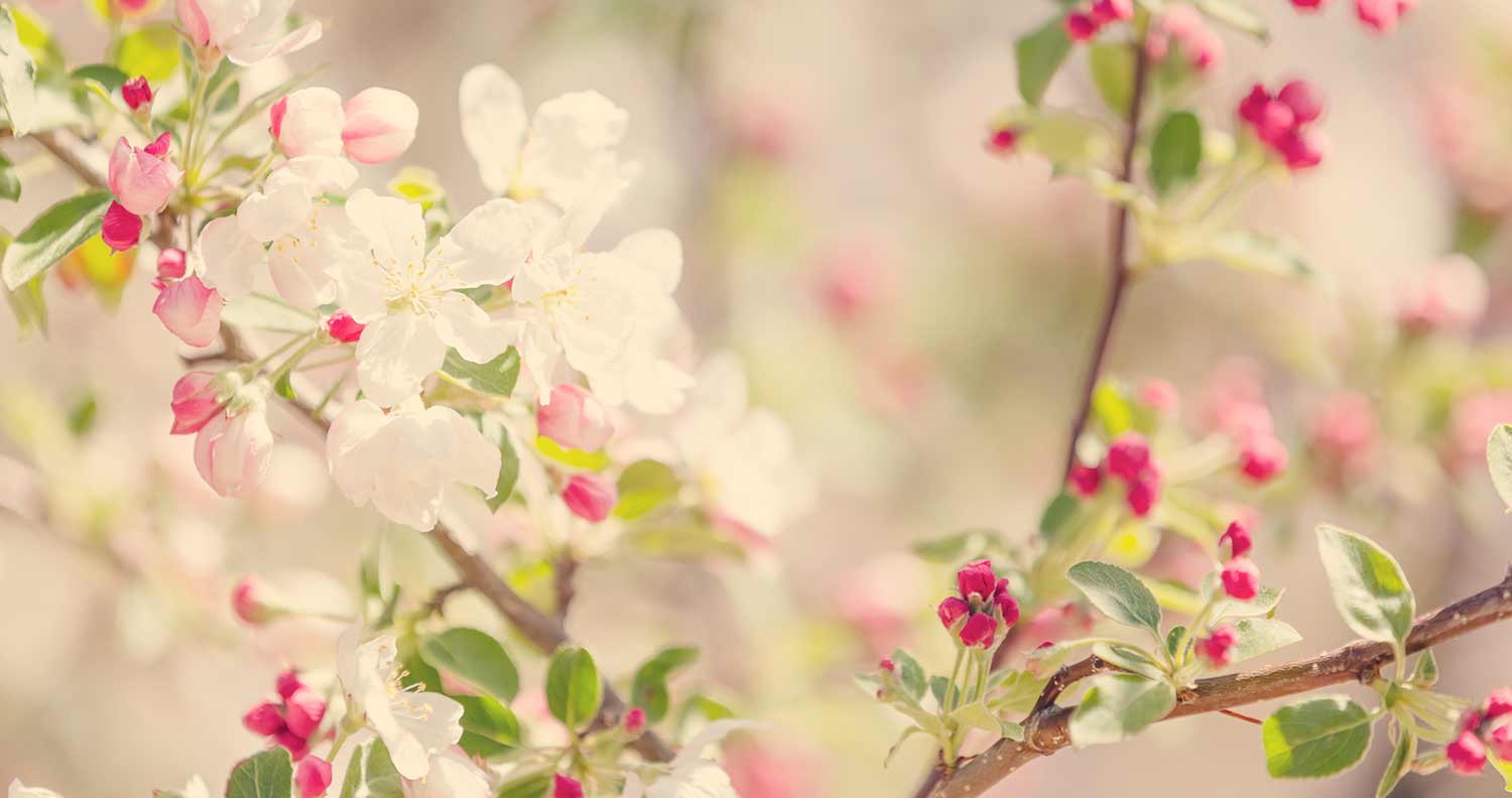 Springtime flowering buds