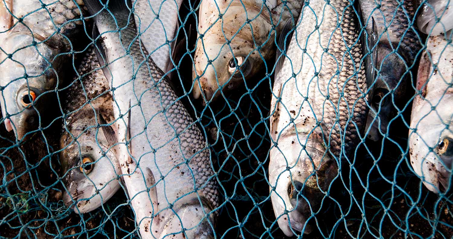 croatia-fresh-fish-quayside