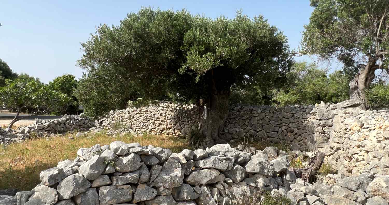 lun novalja olive tree