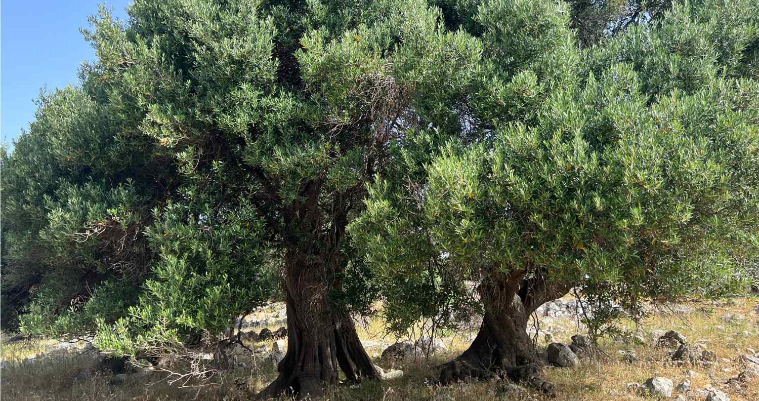 lun novalja olive trees