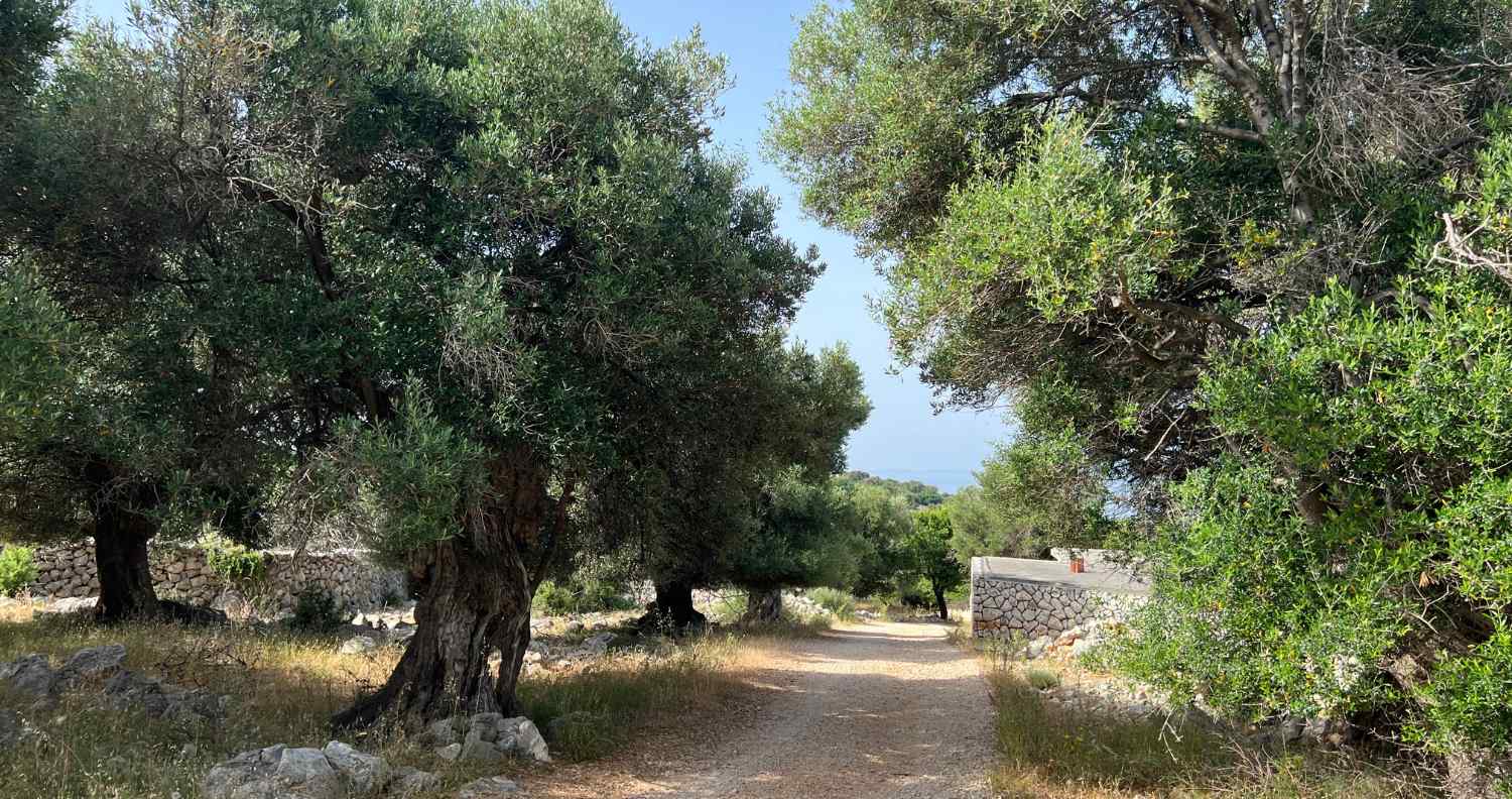 lun olive trees